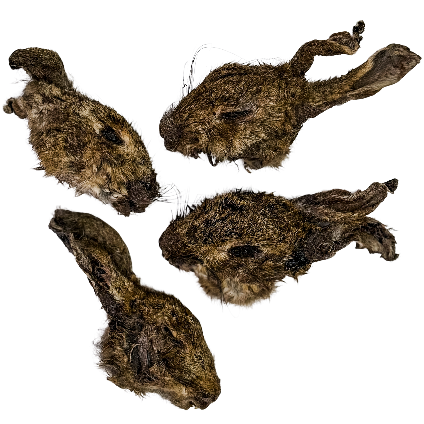 🐇 Wild Furry Rabbit Heads 🇦🇺